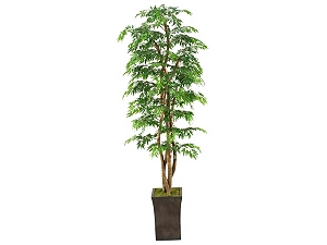 Ming Aralia Tree - Find the Perfect Style! | Havertys