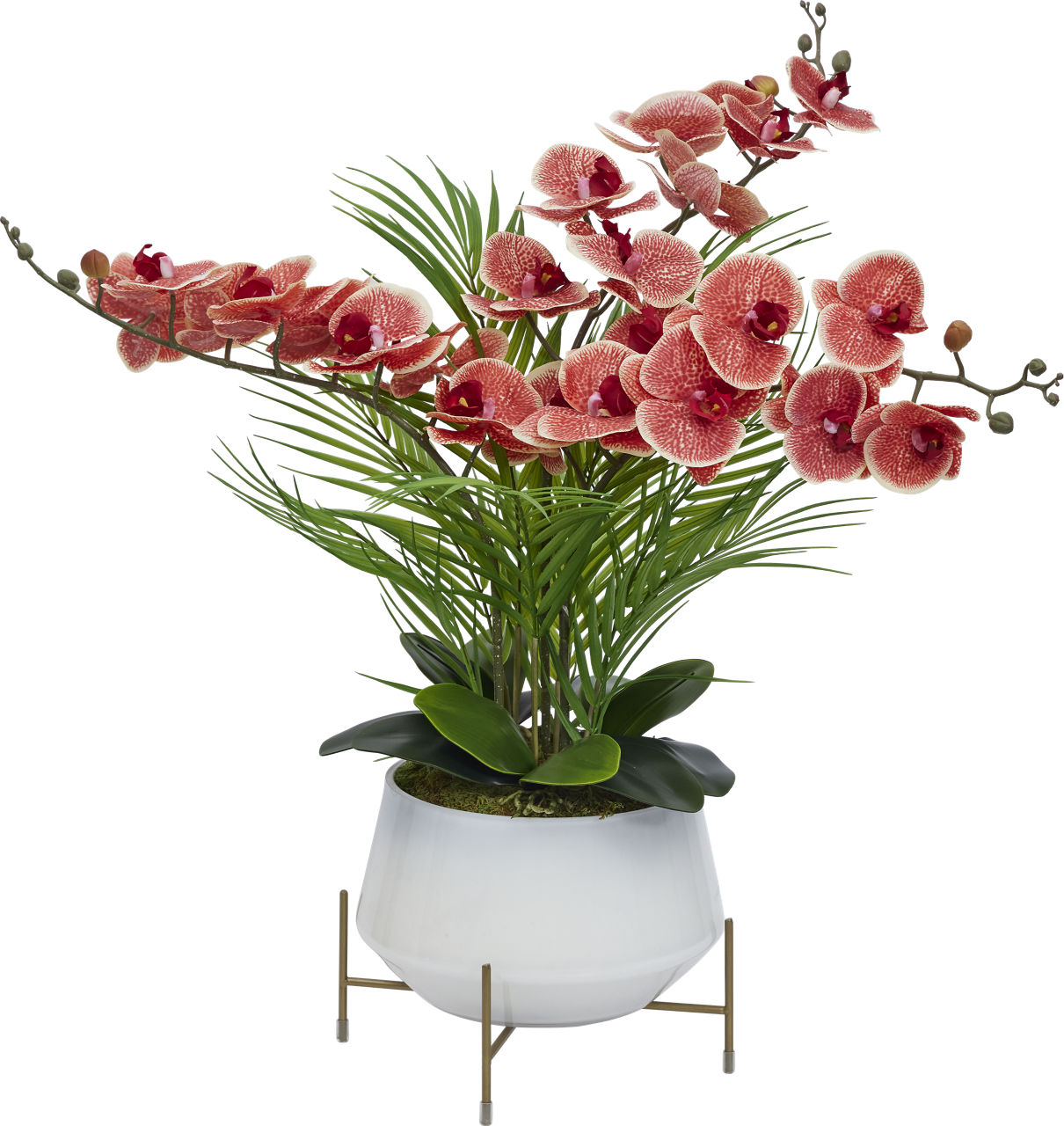 bamboo fortune plant Dracaena main image 1