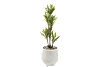 Yucca Tree. Main image thumbnail.