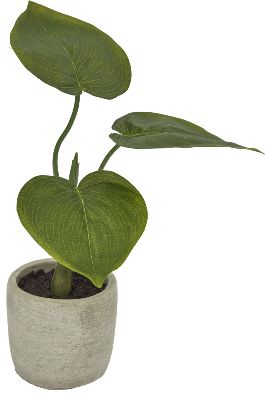 Philodendron Greenery