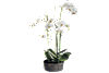 Moth Orchid Round Container. Main image thumbnail.