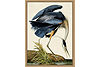 Grand Blue Heron Framed Art. Main image thumbnail.