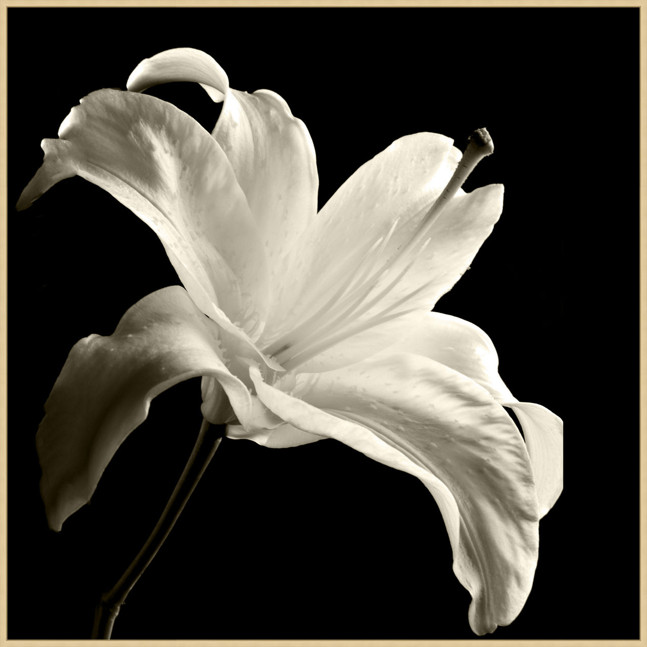 Havertys Floral Shadows Framed Art
