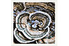 Natures Texture Framed Art. Main image thumbnail.