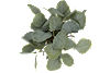 Eucalyptus IV Floral. Alt image 2.