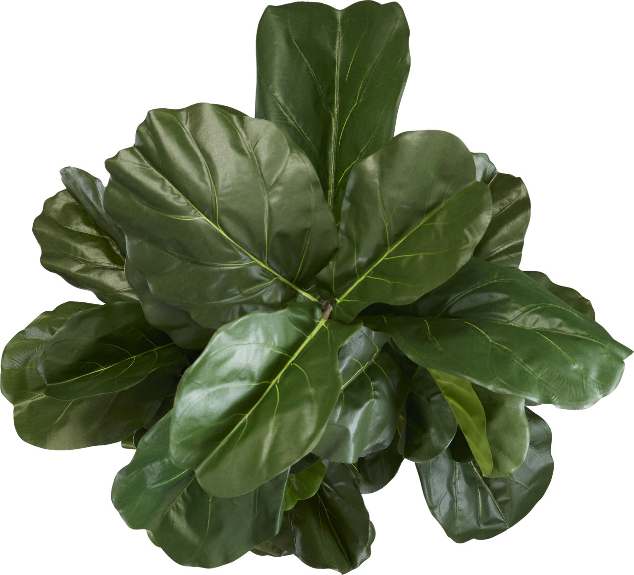 Fiddle Leaf II Tree