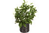 Skimmia Floral. Main image thumbnail.