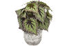 Begonia Leaf Greenery. Main image thumbnail.