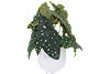 Spotted Begonia Greenery. Main image thumbnail.