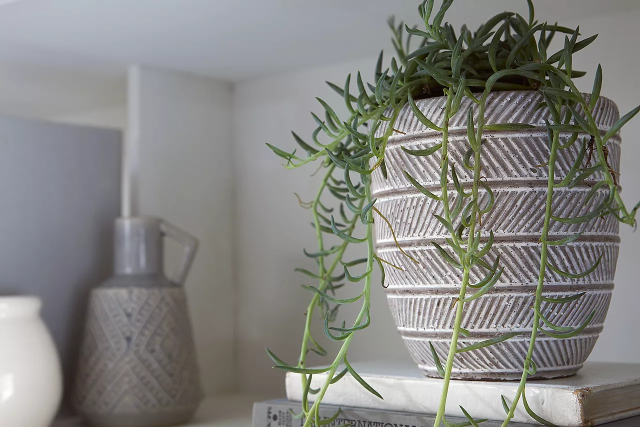 Closeup of a plant in a pot on a shelf in a room scene.
