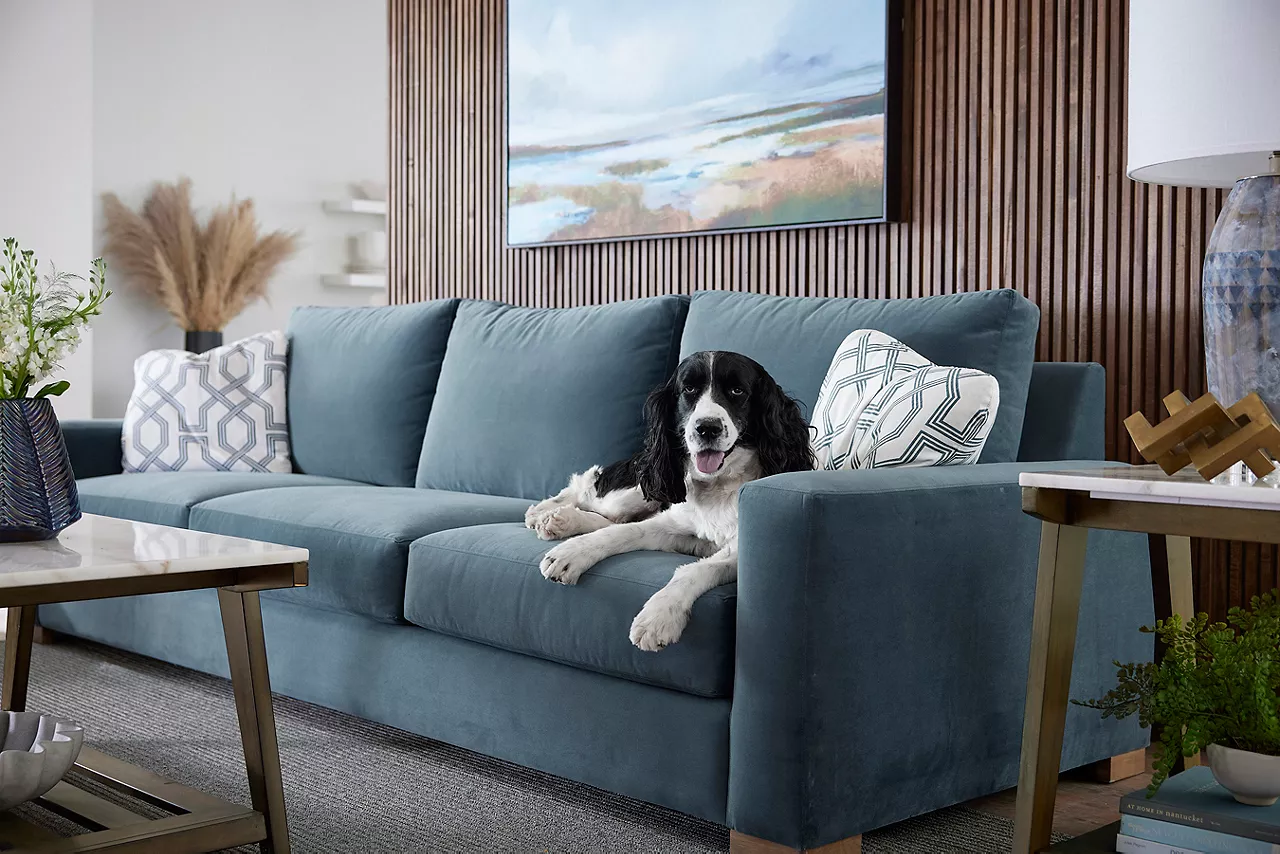 Black and white dog on custom Destinations sofa